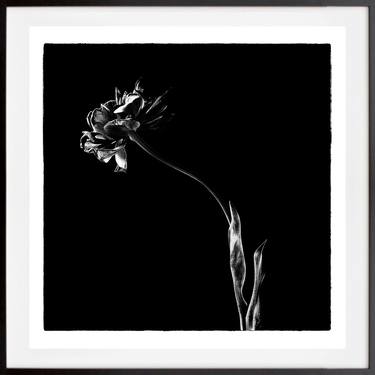 Black tulips III - Limited Edition 1 of 25 thumb