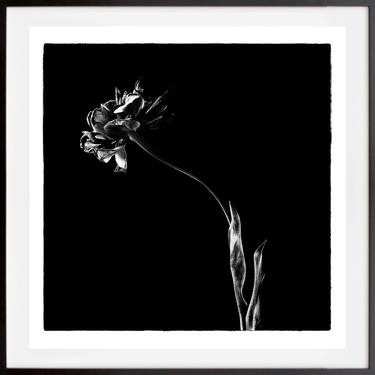 Original Fine Art Floral Photography by Veneta Karamfilova