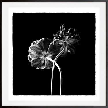 Black tulips II - Limited Edition 1 of 25 thumb