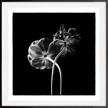 Original Fine Art Floral Photography by Veneta Karamfilova