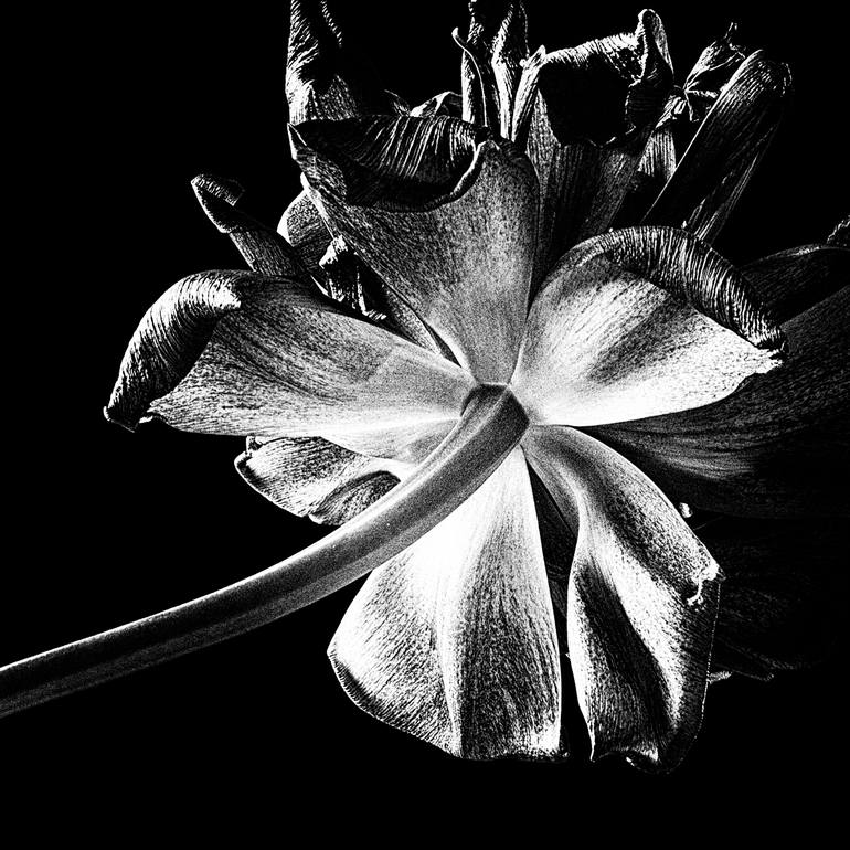 Original Other Nature Photography by Veneta Karamfilova