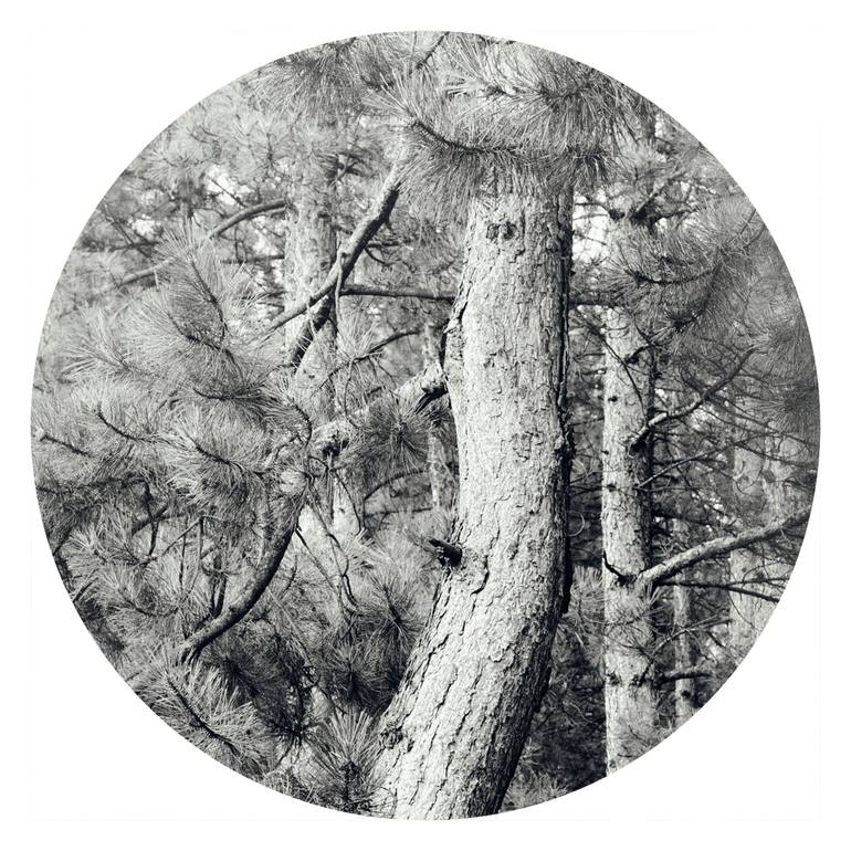 Original Conceptual Nature Photography by Veneta Karamfilova