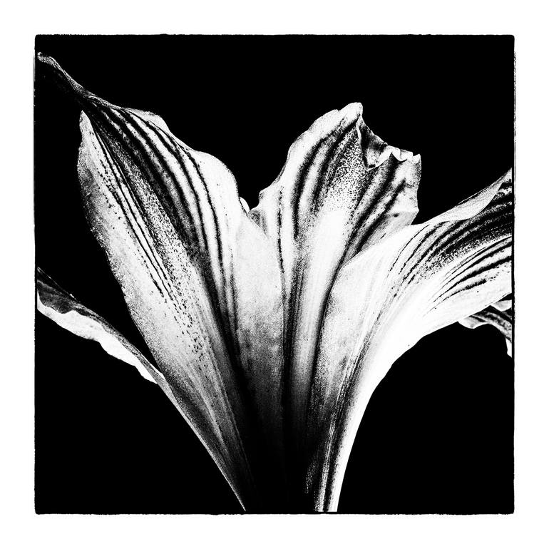 Original Abstract Nature Photography by Veneta Karamfilova