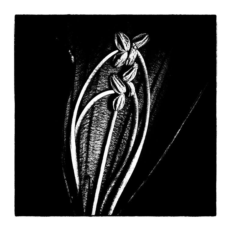 Original Abstract Floral Photography by Veneta Karamfilova
