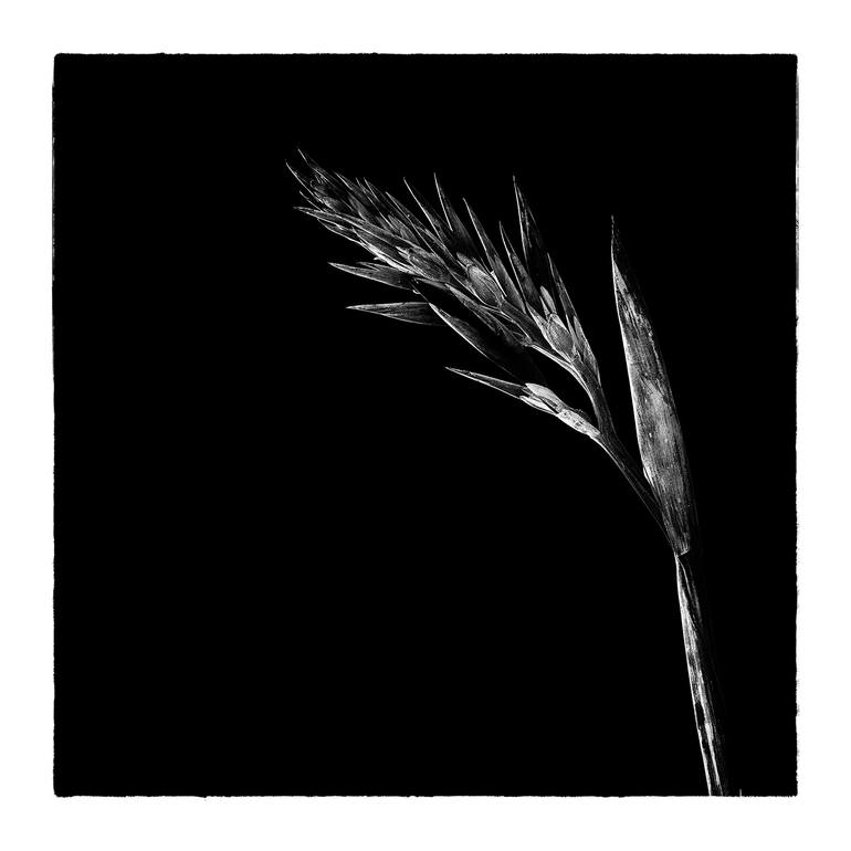 Original Minimalism Nature Photography by Veneta Karamfilova