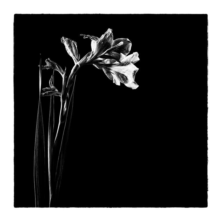 Original Minimalism Floral Photography by Veneta Karamfilova
