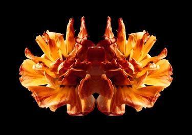 Original Abstract Floral Photography by Veneta Karamfilova