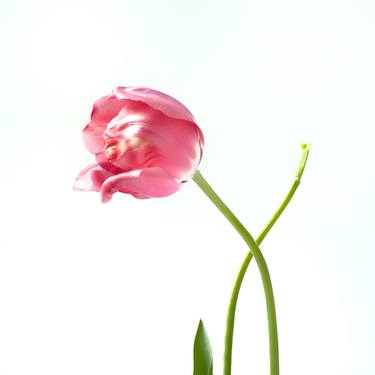 Tulip fever II - Limited Edition 1 of 25 thumb