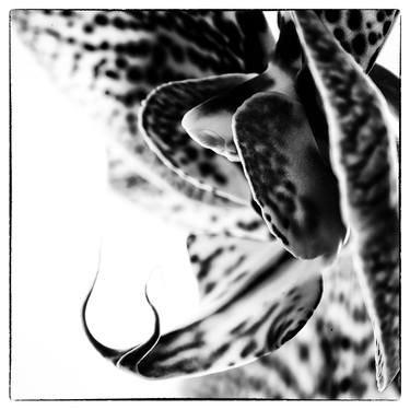 Orchids 18 - Limited Edition of 5 thumb