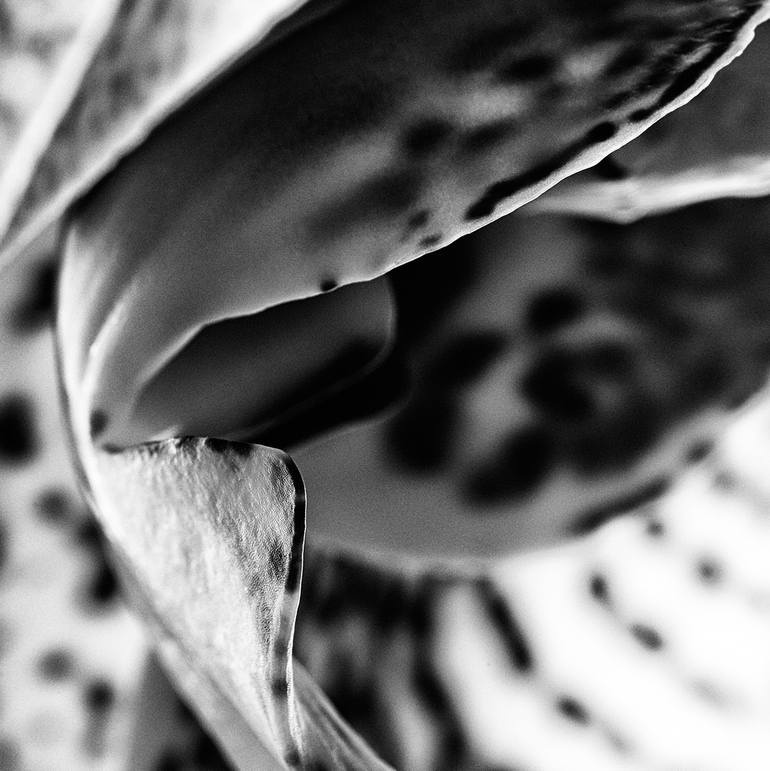 Original Other Floral Photography by Veneta Karamfilova