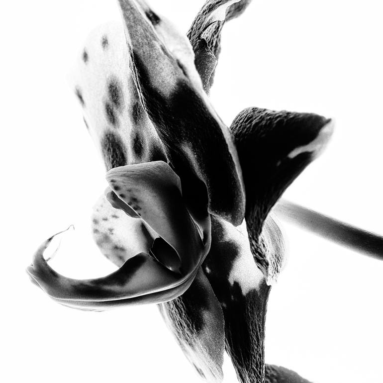 Original Fine Art Floral Photography by Veneta Karamfilova