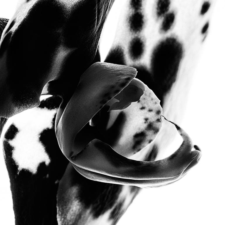 Original Minimalism Abstract Photography by Veneta Karamfilova