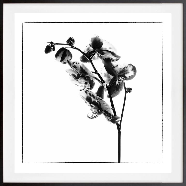 Orchids 12 - Limited Edition of 5 Photography by Veneta Karamfilova ...