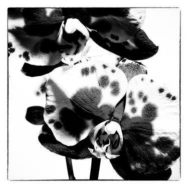Orchids 11 - Limited Edition of 10 thumb