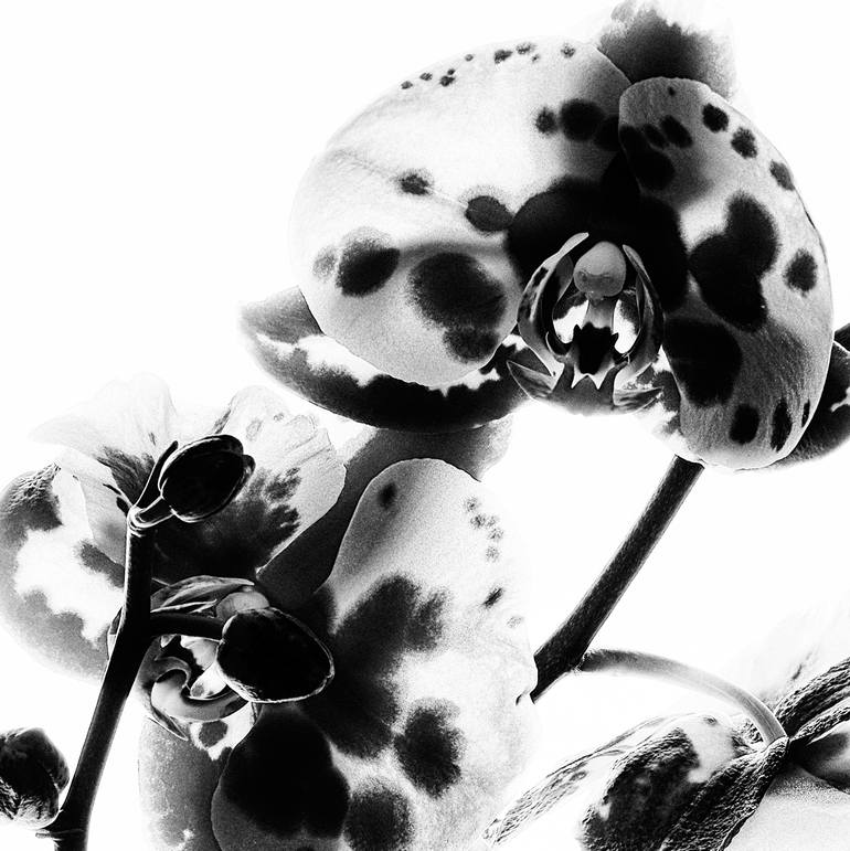 Original Minimalism Floral Photography by Veneta Karamfilova