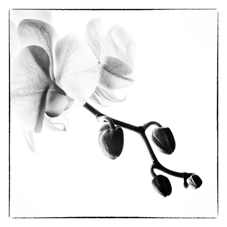 Orchids 1 - Limited Edition of 10
