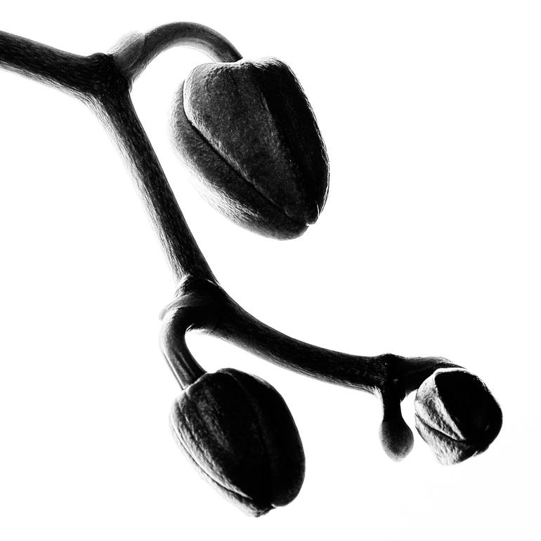 Original Minimalism Nature Photography by Veneta Karamfilova