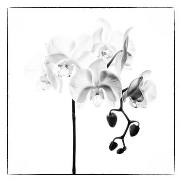 Orchids 3 - Limited Edition of 10 thumb