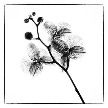 Original Botanic Photography by Veneta Karamfilova