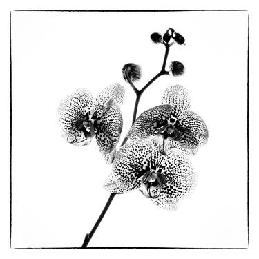 Original Fine Art Botanic Photography by Veneta Karamfilova