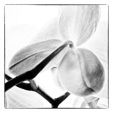 Orchids 4 - Limited Edition of 10 thumb