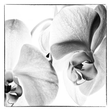 Orchids 5 - Limited Edition of 5 thumb