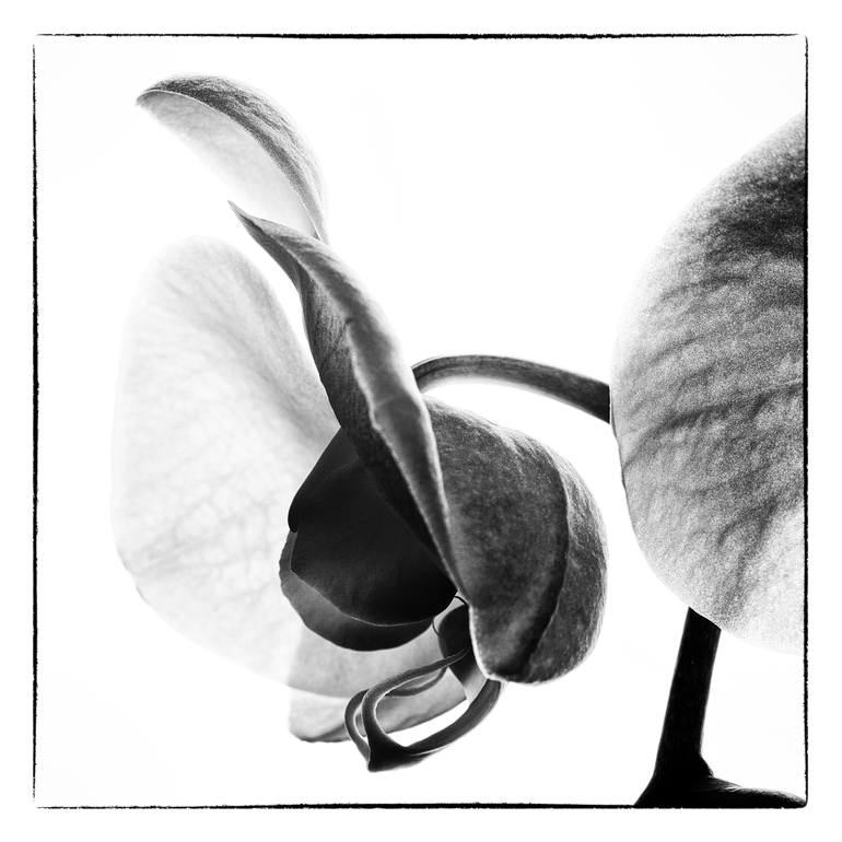 Orchids 6 - Limited Edition of 5 Photography by Veneta Karamfilova ...