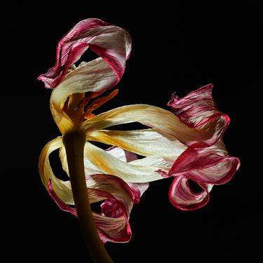 Original Fine Art Floral Photography by Veneta Karamfilova