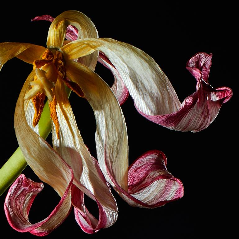 Original Other Nature Photography by Veneta Karamfilova