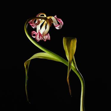 Original Fine Art Botanic Photography by Veneta Karamfilova