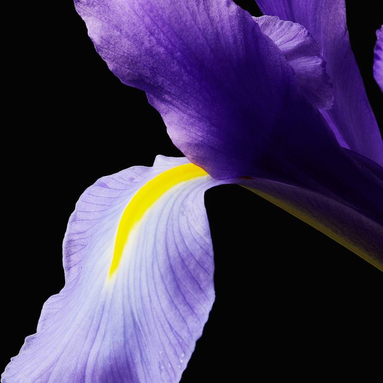 Original Floral Photography by Veneta Karamfilova