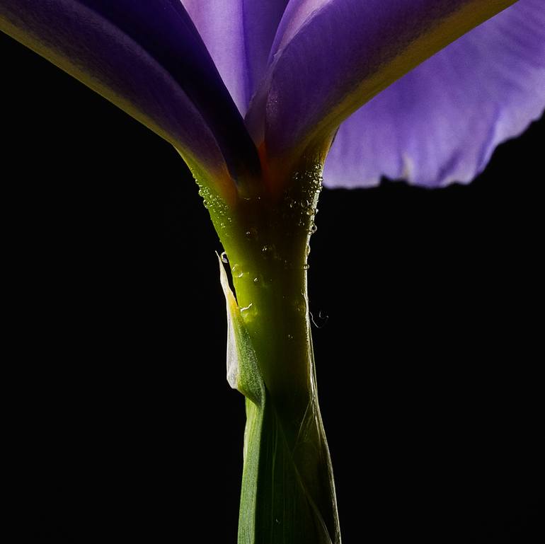 Original Fine Art Floral Photography by Veneta Karamfilova