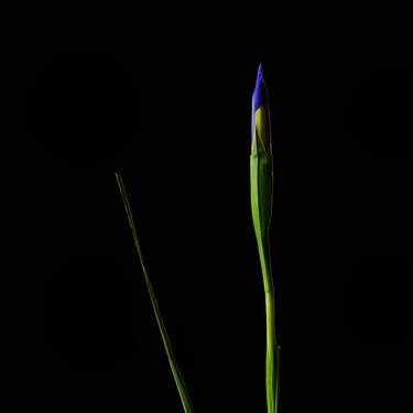 Original Fine Art Floral Photography by Veneta Karamfilova