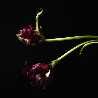 Original Floral Photography by Veneta Karamfilova