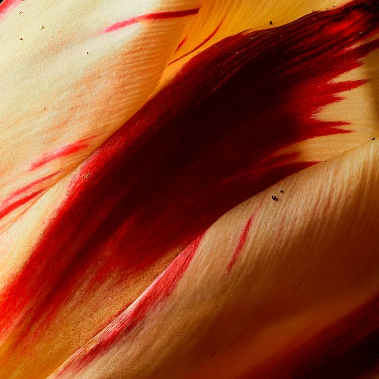 Original Fine Art Floral Photography by Veneta Karamfilova