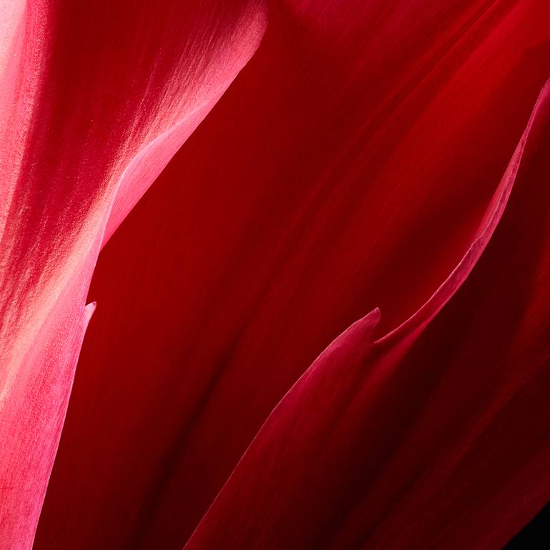 Original Fine Art Floral Photography by Veneta Karamfilova