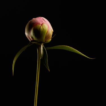 Original Fine Art Floral Photography by Veneta Karamfilova