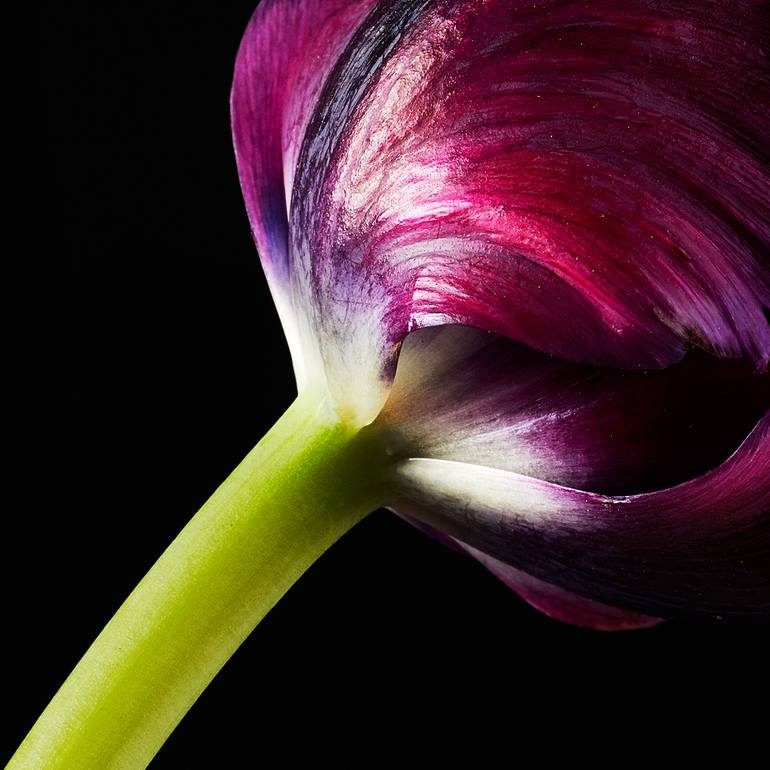 Original Other Nature Photography by Veneta Karamfilova