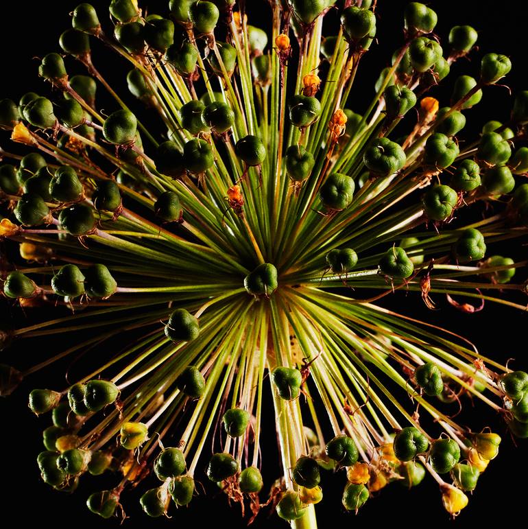 Original Abstract Nature Photography by Veneta Karamfilova