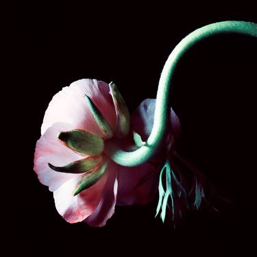 Original Floral Photography by Veneta Karamfilova