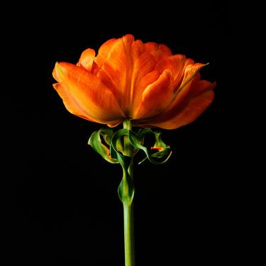 Original Floral Photography by Veneta Karamfilova