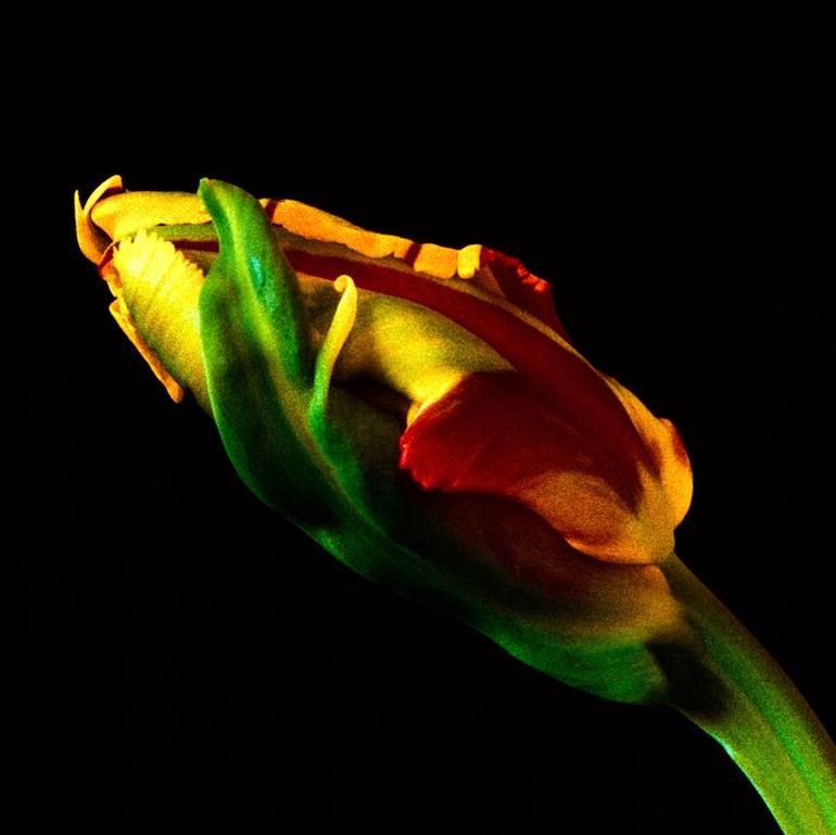 Original Fine Art Floral Photography by Veneta Karamfilova