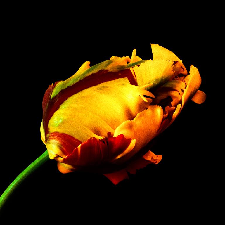 Original Other Nature Photography by Veneta Karamfilova
