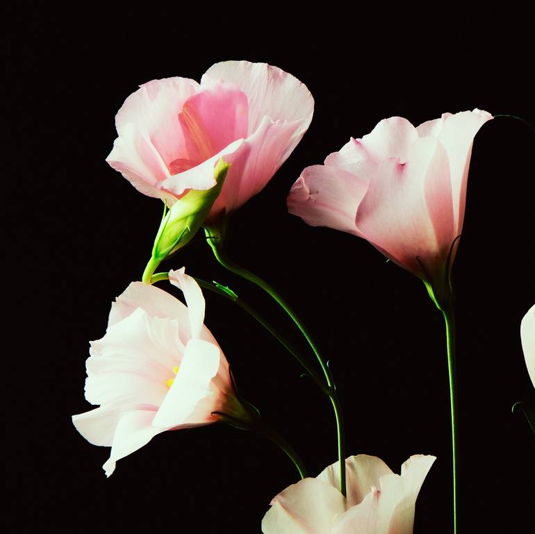 Original Floral Photography by Veneta Karamfilova