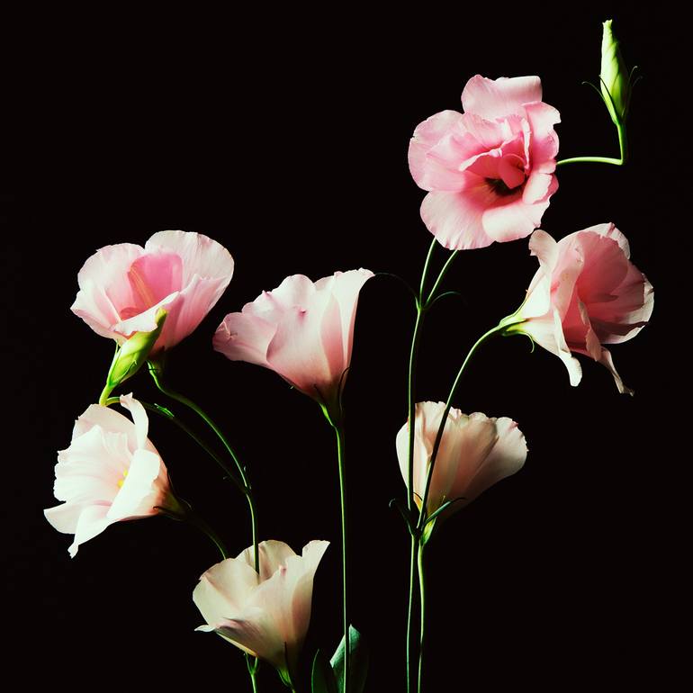 Original Fine Art Floral Photography by Veneta Karamfilova