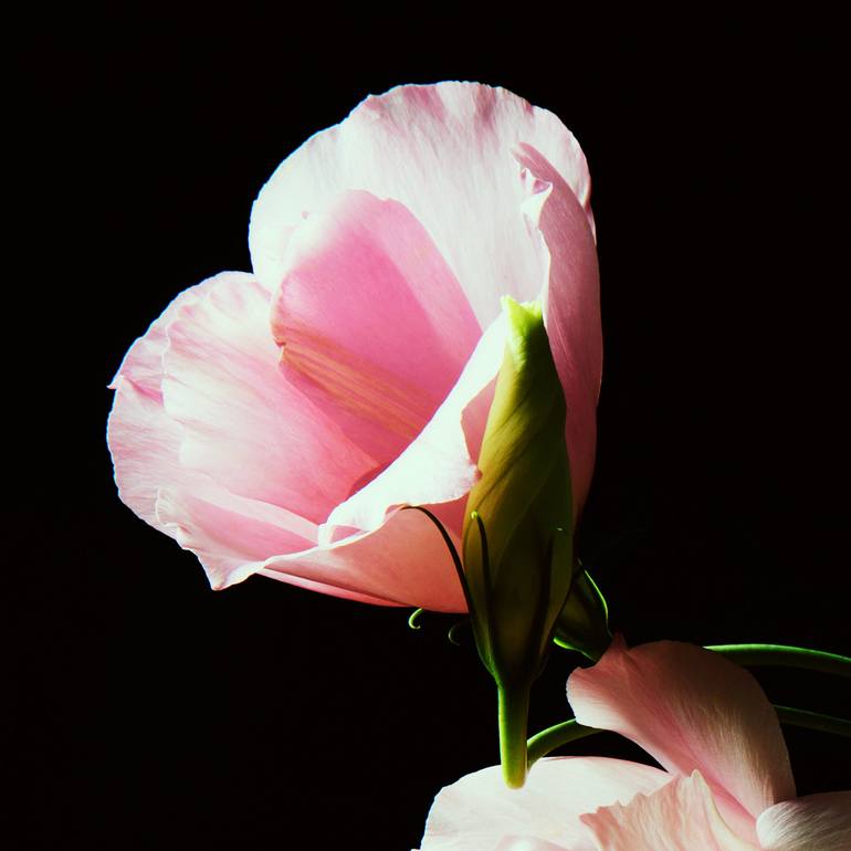 Original Floral Photography by Veneta Karamfilova
