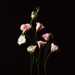 Collection Color flowers