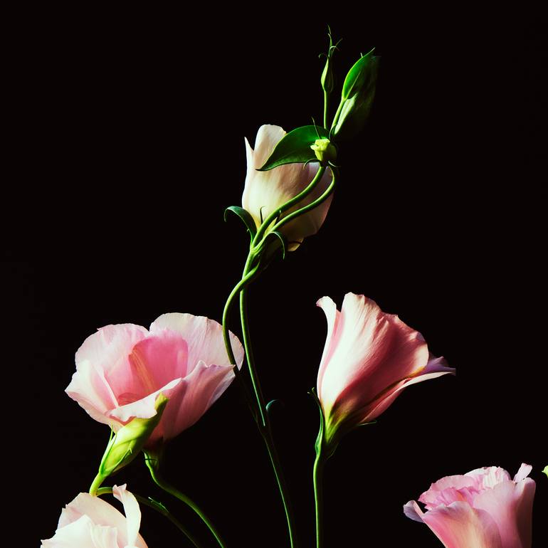 Original Other Nature Photography by Veneta Karamfilova