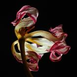 Collection Color flowers