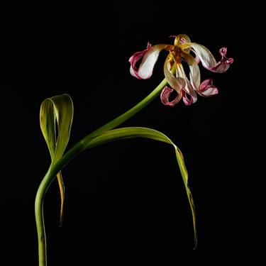 Original Floral Photography by Veneta Karamfilova